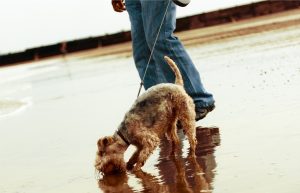 Read more about the article II Ekstremalny Spacer z Psem. Wydarzeniu będzie towarzyszyć m.in. zbiórka dla zwierząt z terenów dotkniętych powodzią