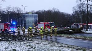 Read more about the article Duże drzewo powalone na ruchliwą ulicę w Kołobrzegu (ZDJĘCIA)