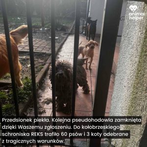 Read more about the article Co się dzieje z psami zabranymi z pseudohodowli? Czy można je już adoptować?