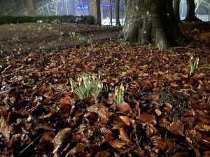 Read more about the article W Parku Teatralnym zakwitły śnieżyczki przebiśniegi