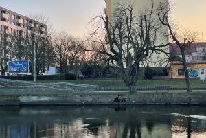 Read more about the article Kto ma naprawić mur oporowy Parsęty? Wody Polskie chcą to zrzucić na miasto?