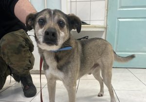 Read more about the article Co z psem porzuconym pod schroniskiem? Kamera monitoringu wszystko nagrała