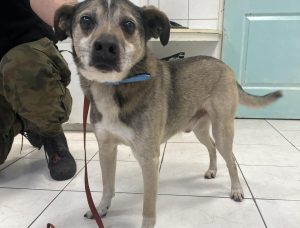 Read more about the article Kobieta przywiązała i porzuciła psa pod schroniskiem. Jeżeli się nie zgłosi do jutra, filmik trafi do sieci