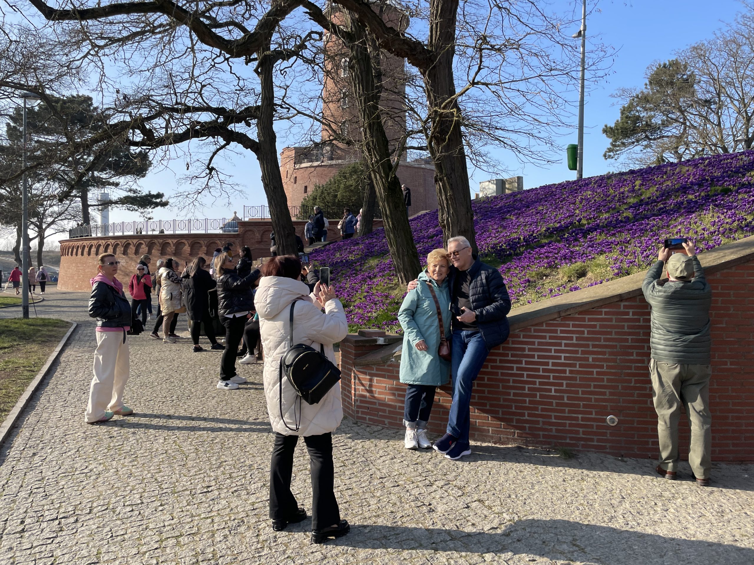 You are currently viewing Zakwitły krokusy. Robią tak niesamowite wrażenie, że każdy chce mieć na ich tle zdjęcie