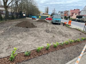 Read more about the article Tereny przy ulicy Wylotowej wypięknieją. Do gruntu wędrują laurowiśnie i katalpy