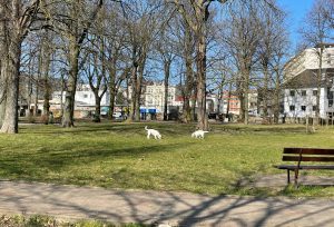 Read more about the article Spotkanie otwarte w sprawie rewitalizacji parku przy Frankowskiego