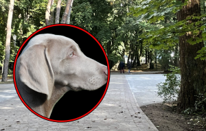 Read more about the article Przerażające sceny w dzielnicy Zachodniej. Wielki pies zagryzł młodą sarnę na oczach mieszkańców