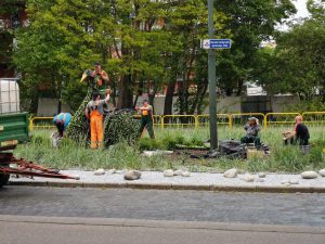 Read more about the article Łabędzie na rondzie na Młyńskiej niedługo w nowej odsłonie