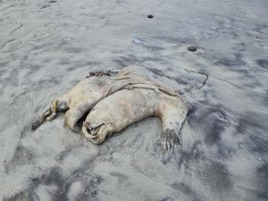 Read more about the article Zagadkowe szczątki wyrzucone przez morze na plażę w Kołobrzegu