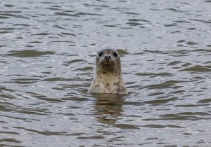 Read more about the article Szybki wzrost populacji fok i kormoranów zagrożeniem dla rybaków. UE analizuje problem