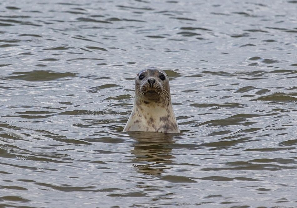 You are currently viewing Szybki wzrost populacji fok i kormoranów zagrożeniem dla rybaków. UE analizuje problem