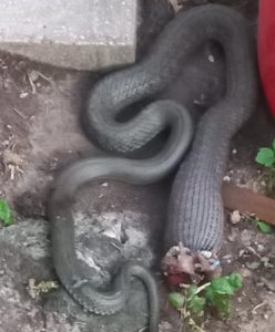 Read more about the article Wąż wystraszył ich podczas kolacji. Pomogli strażacy