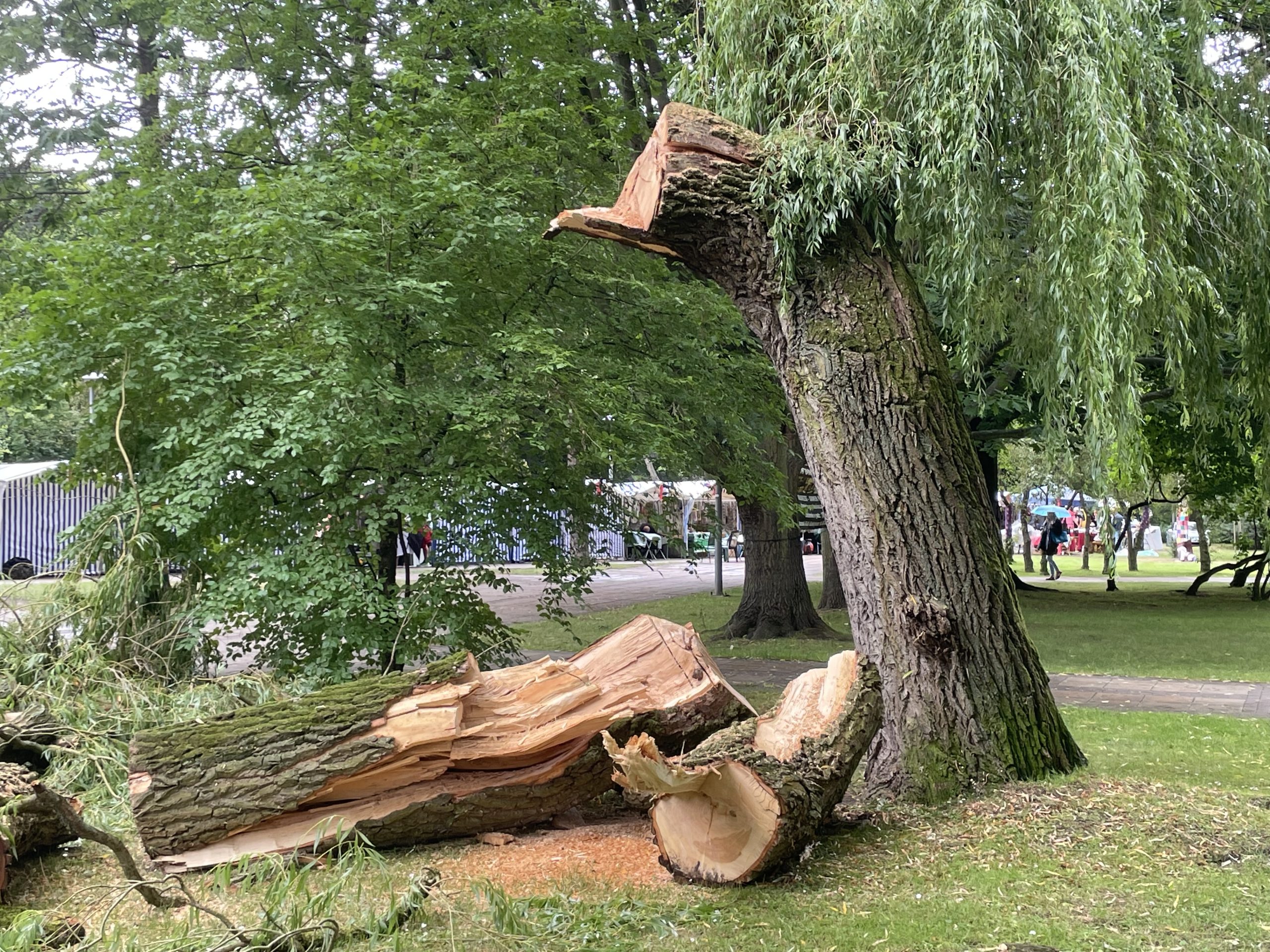 You are currently viewing Wierzba nie wytrzymała burzy – konar spadł tuż przy alejce