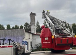 Read more about the article Mały bocian w tarapatach. Pomogli strażacy ochotnicy