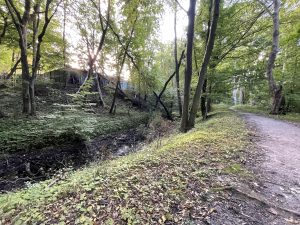 Read more about the article Kołobrzeg zadba o ptasią ostoję. Miasto szykuje dużą inwestycję w Parku im. A. Fredry