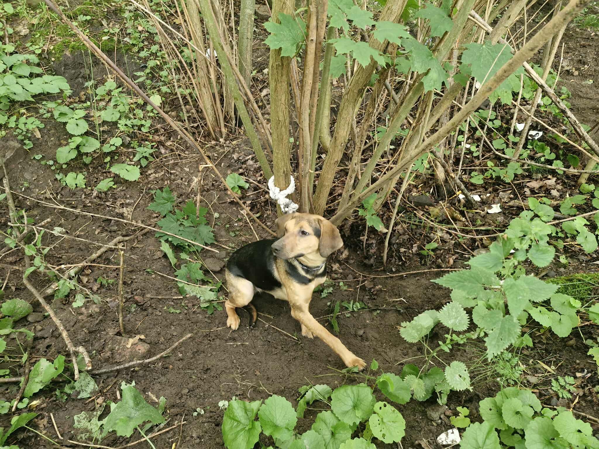 You are currently viewing Przywiązana i skazana na śmierć – dramat młodej suczki porzuconej przy Mazowieckiej