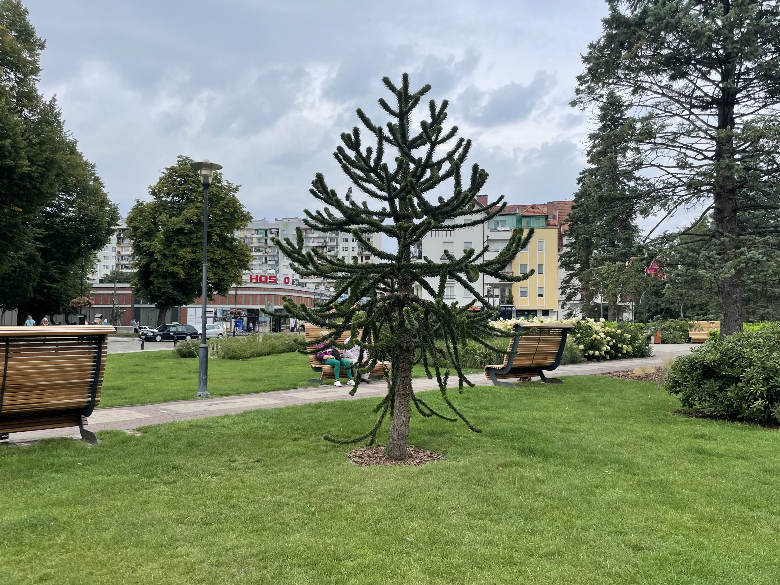 Malpie drzewo rośnie w centrum Kołobrzegu