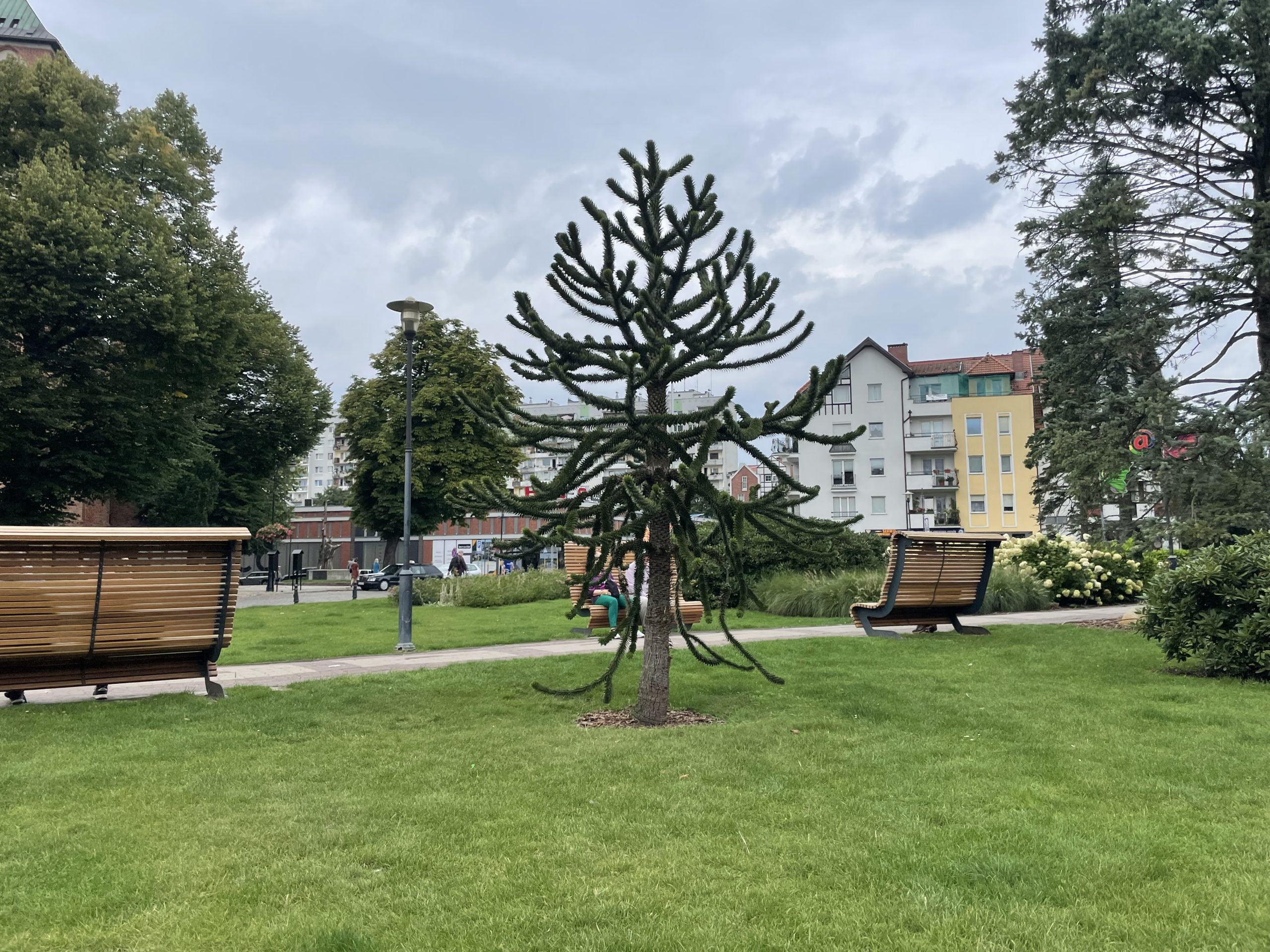 You are currently viewing Przyrodnicza ciekawostka w Kołobrzegu: małpie drzewo rośnie jak mu się podoba
