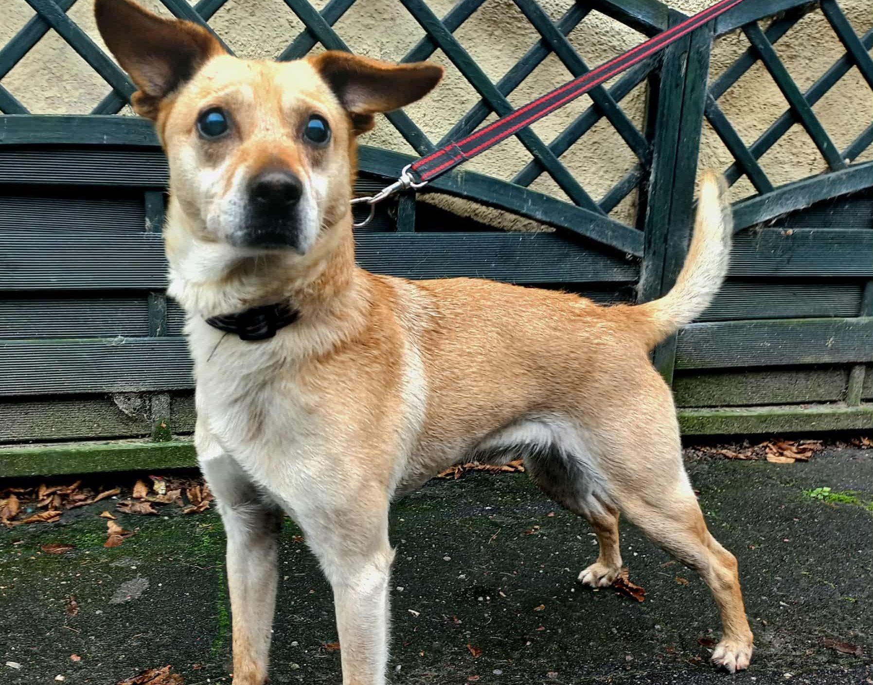 You are currently viewing Tofik choć nie widzi, nie stracił pogody ducha, ani nadziei na nowy dom