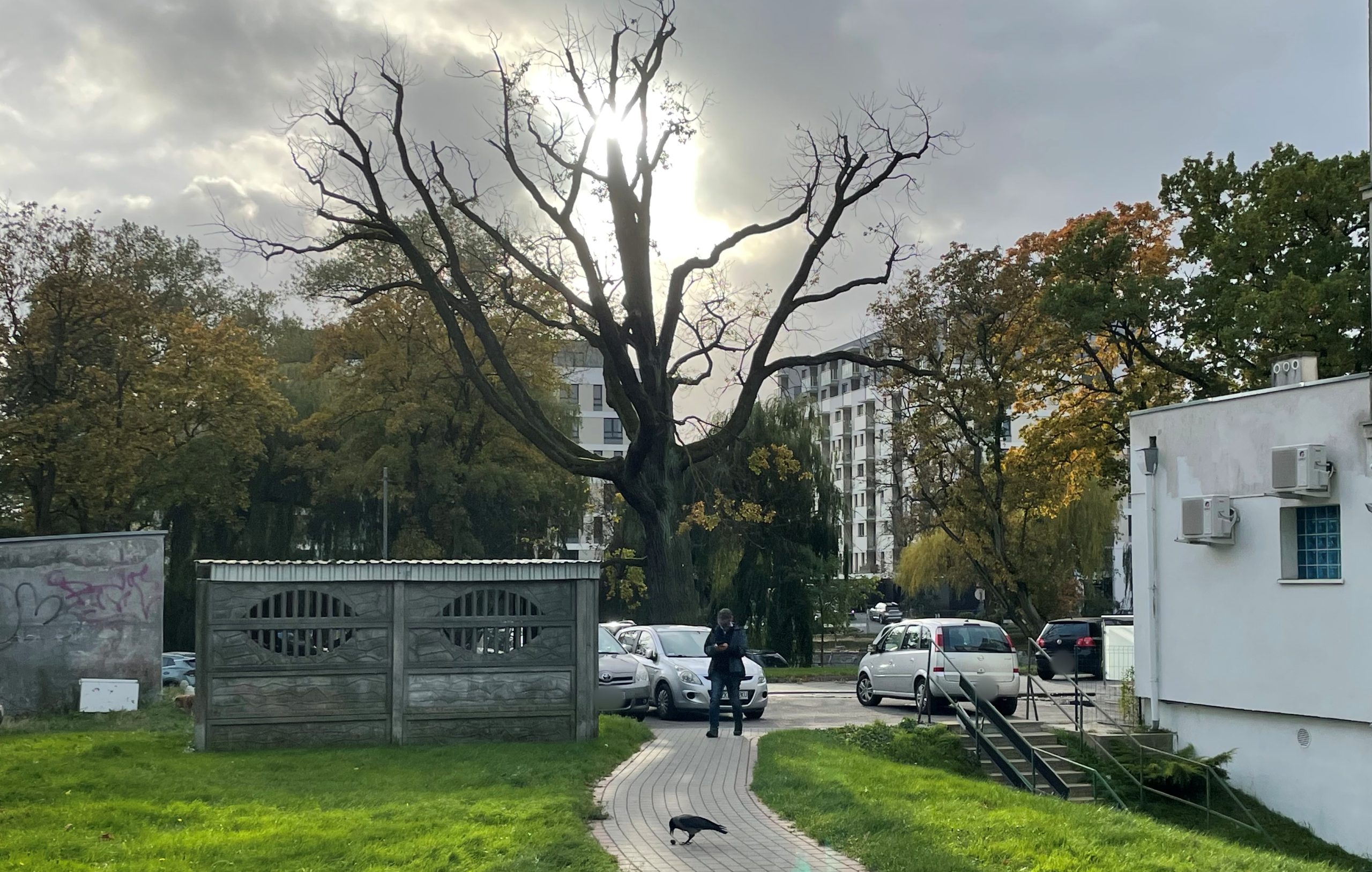 You are currently viewing Kilkanaście chorych lub obumarłych drzew zostanie wyciętych (LISTA)