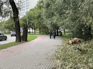 Read more about the article Charakterystyczne drzewo przegrało z wiatrem