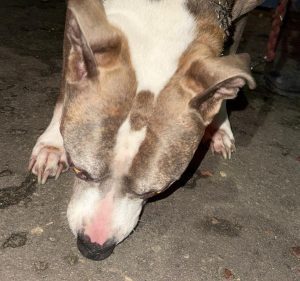 Read more about the article Amstaff przywiązany do drzewa przy ul. Jagiellońskiej. Interweniowała policja