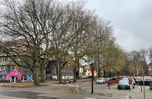 Read more about the article Projekt uchwały Rady Miasta ws. 73 platanów klonolistnych. Co planuje miasto?