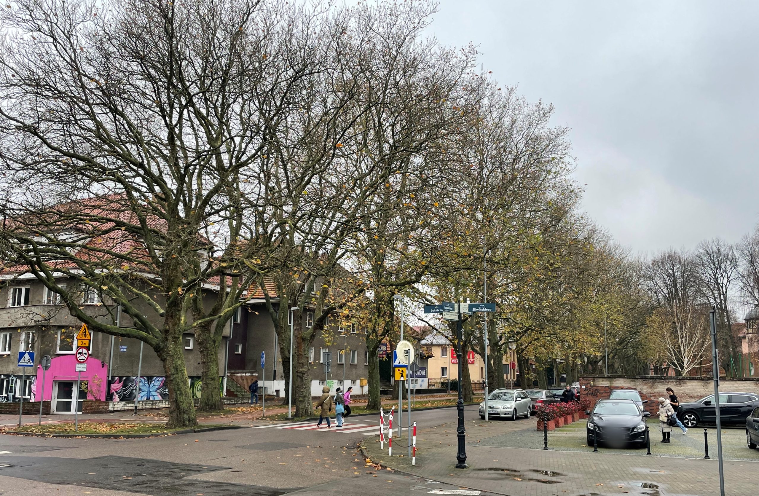 You are currently viewing Projekt uchwały Rady Miasta ws. 73 platanów klonolistnych. Co planuje miasto?
