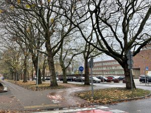 1500 basenów olimpijskich zieleni. Niezwykłe wyniki skanowania drzew w Kołobrzegu