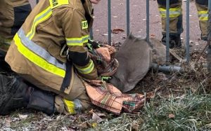 Read more about the article Sarna utknęła między szczeblami płotu. Pomogli niezawodni strażacy
