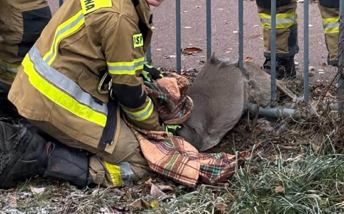You are currently viewing Sarna utknęła między szczeblami płotu. Pomogli niezawodni strażacy