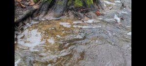 Read more about the article Katastrofa ekologiczna: mała rzeczka zatruta prawdopodobnie przez zrzut ścieków