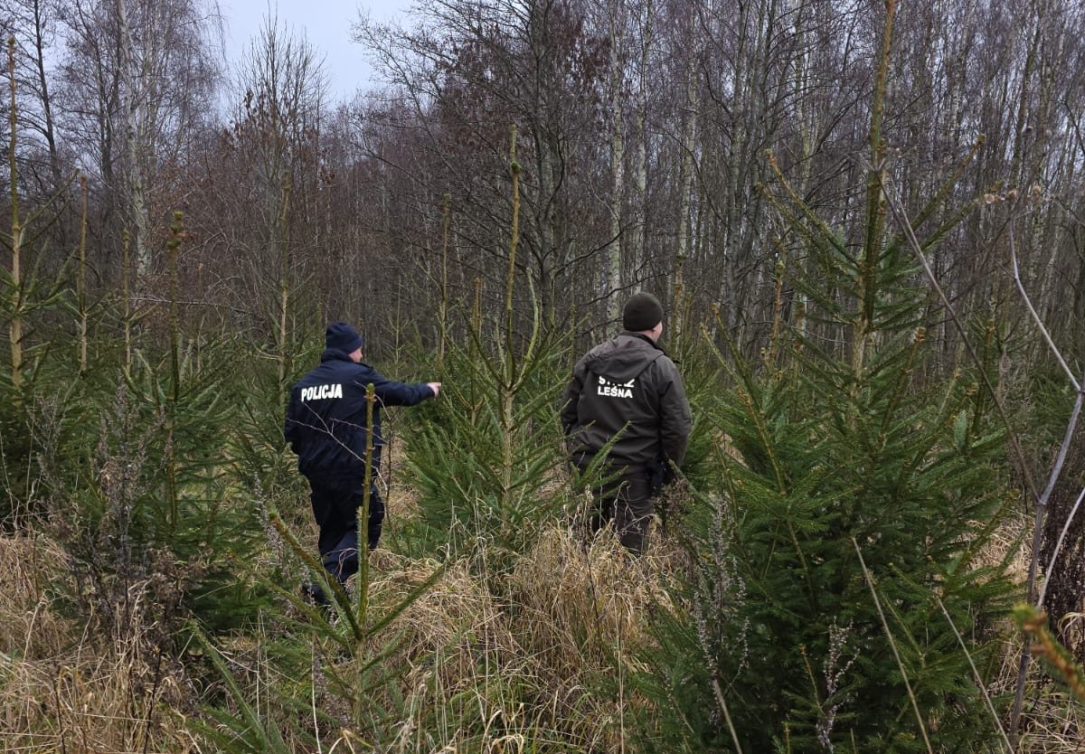 You are currently viewing Choinki pod specjalnym nadzorem. Patrole policji i Straży Leśnej