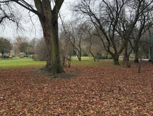 Read more about the article W miejskich parkach nie będą grabione i wywożone liście. Dlaczego?