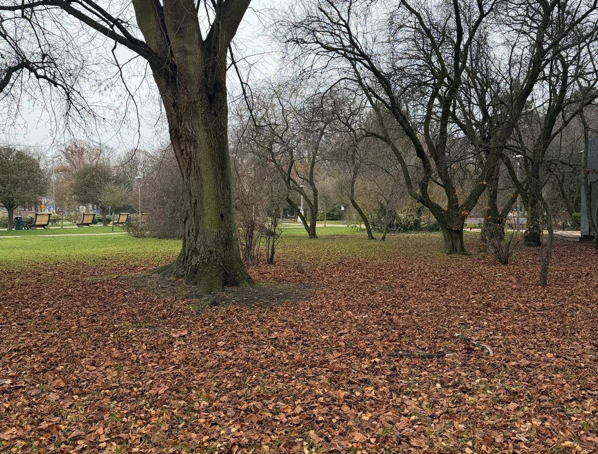 You are currently viewing W miejskich parkach nie będą grabione i wywożone liście. Dlaczego?