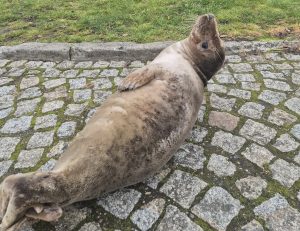 Read more about the article Sympatyczna foka odwiedziła port jachtowy w Kołobrzegu. Jest pod opieką służb portowych