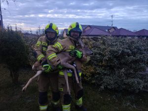 Read more about the article Strażacy z Ustronia Morskiego pomogli sarnie