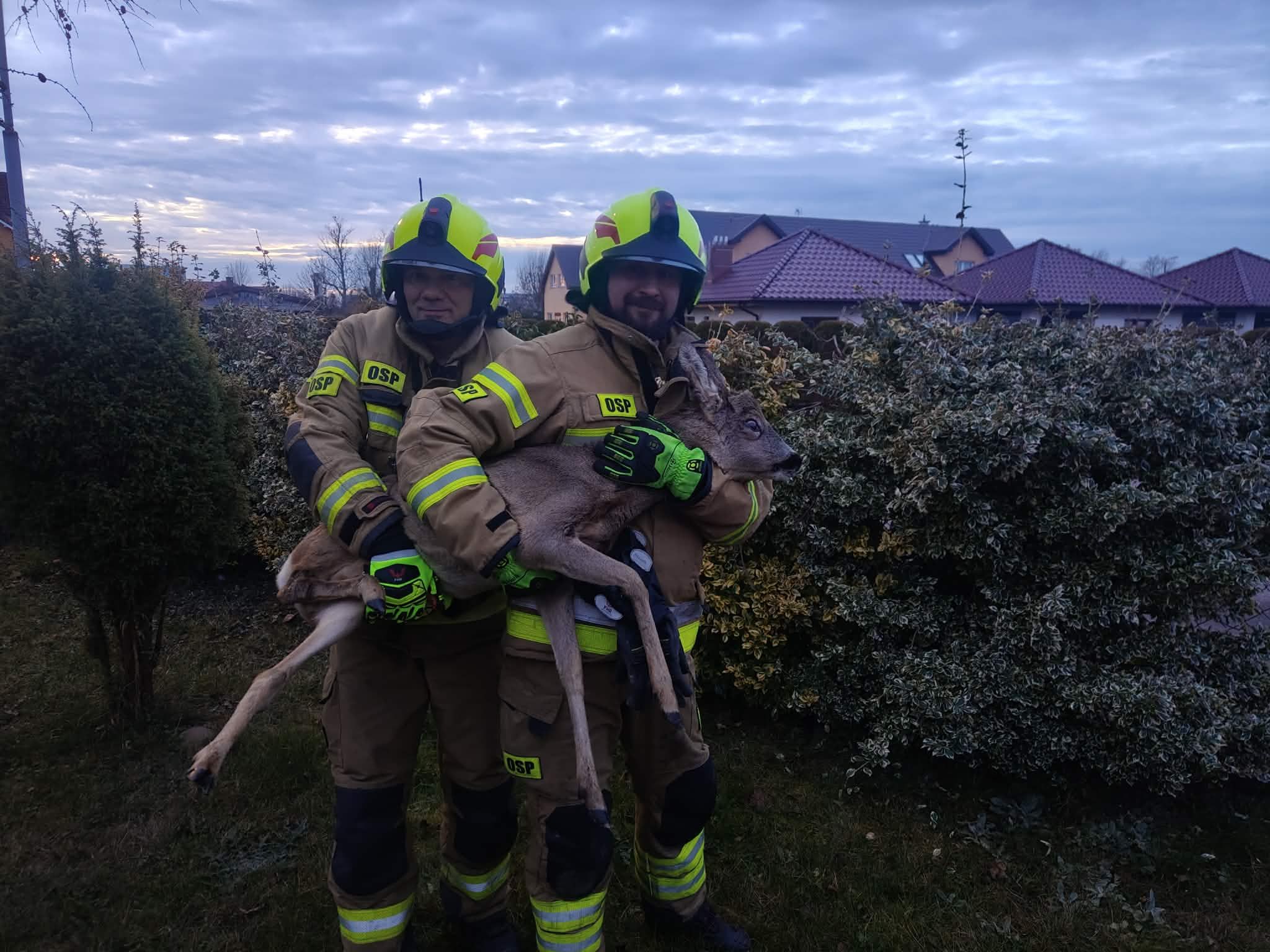 You are currently viewing Strażacy z Ustronia Morskiego pomogli sarnie