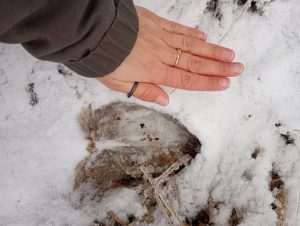 Read more about the article Niecodzienny gość w naszych lasach. Kto rozpozna go po śladach?