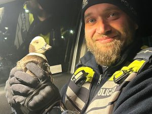 Read more about the article Mieszkańcy poprosili policjantów, by pomogli kaczce. Nieboraczka zaplątała się w żyłki