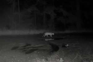 Read more about the article Puma w naszym regionie? Nadleśnictwo planuje „naloty drona z kamerą termowizyjną”