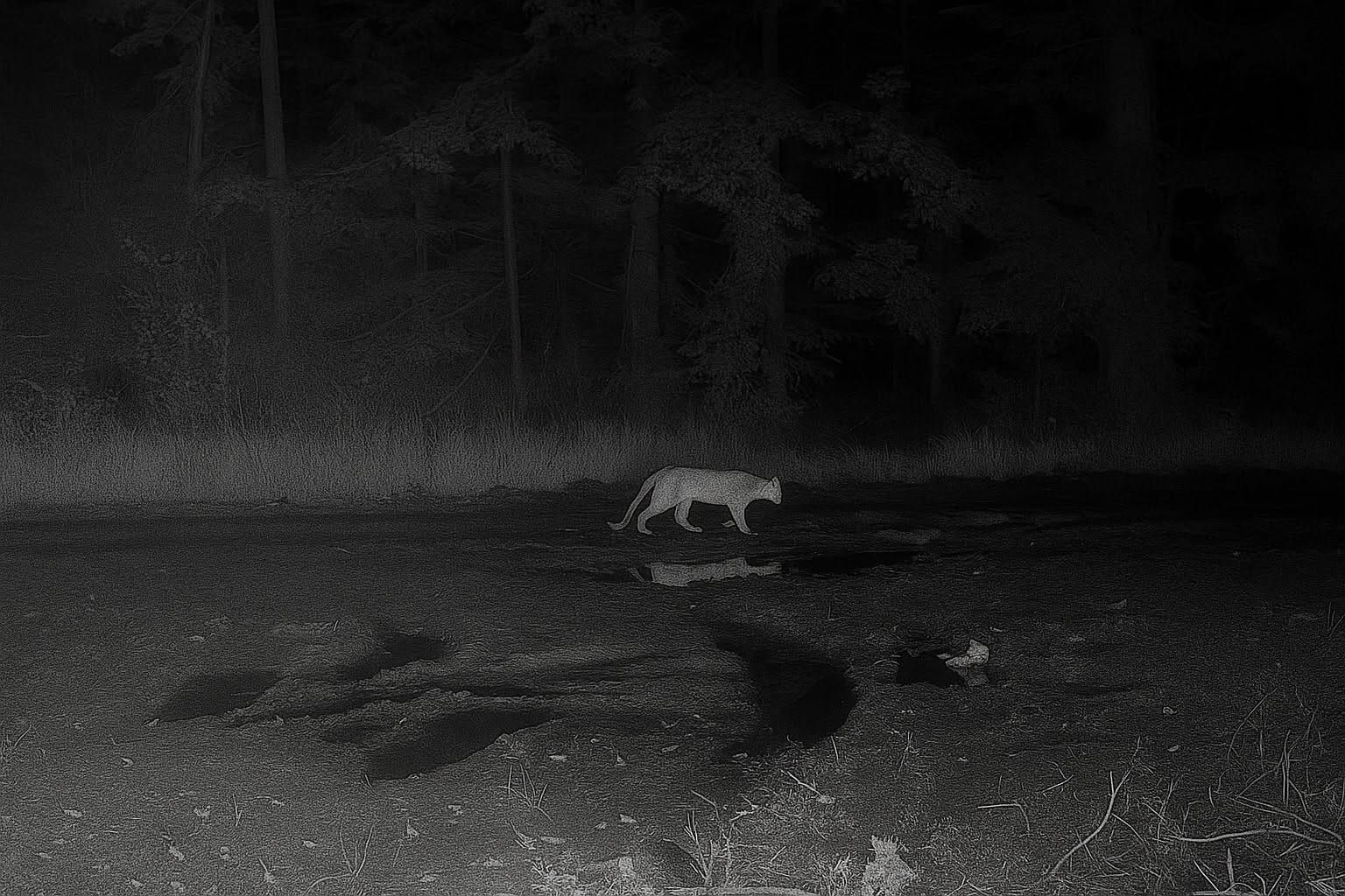 You are currently viewing Puma w naszym regionie? Nadleśnictwo planuje „naloty drona z kamerą termowizyjną”