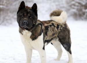 Pies rasy akita amerykańska szuka domu. Tylko dla doświadczonych opiekunów