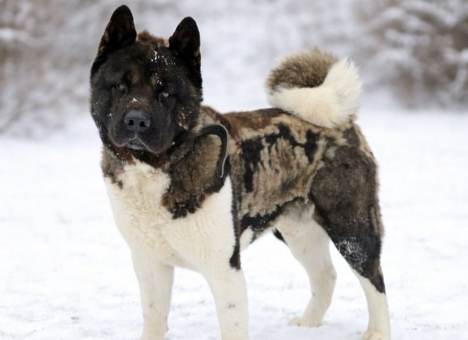 You are currently viewing Pies rasy akita amerykańska szuka domu. Tylko dla doświadczonych opiekunów