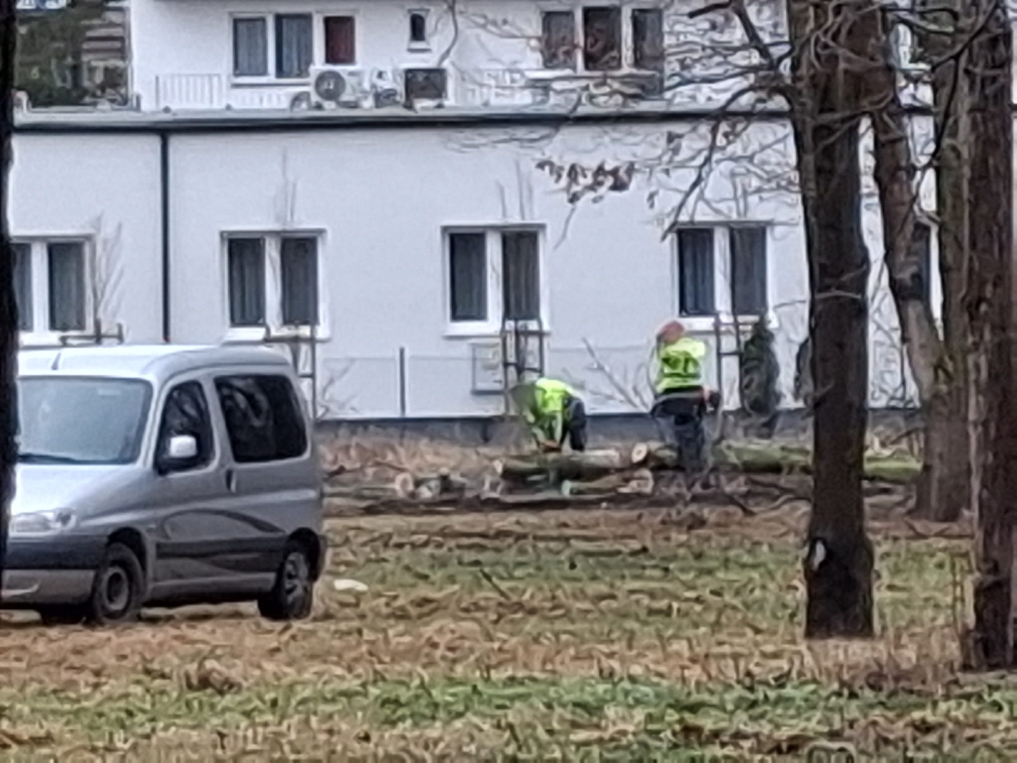 You are currently viewing Rozpoczęła się wycinka drzew przy Kościuszki