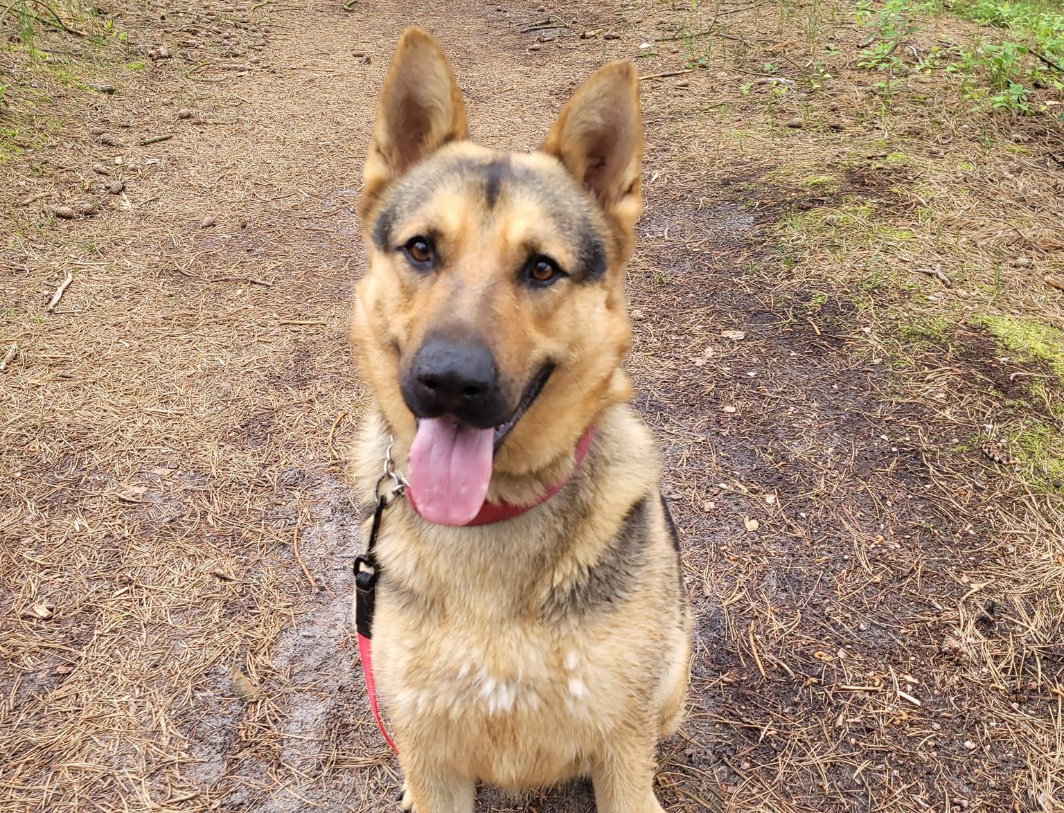 You are currently viewing Kosmo – owczarek, który kocha spacery i ćwiczenie komend