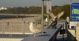 Read more about the article Sąsiedzkie kłótnie i bałagan. Radna chce zakazu dokarmiania mew