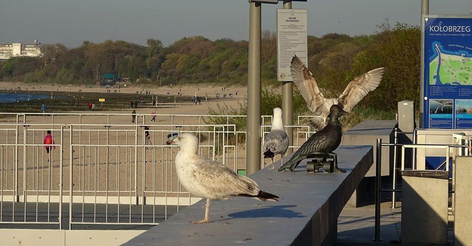 You are currently viewing Sąsiedzkie kłótnie i bałagan. Radna chce zakazu dokarmiania mew