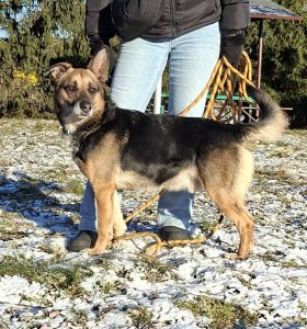 Misiek – cichy chłopak, który chce być zauważony