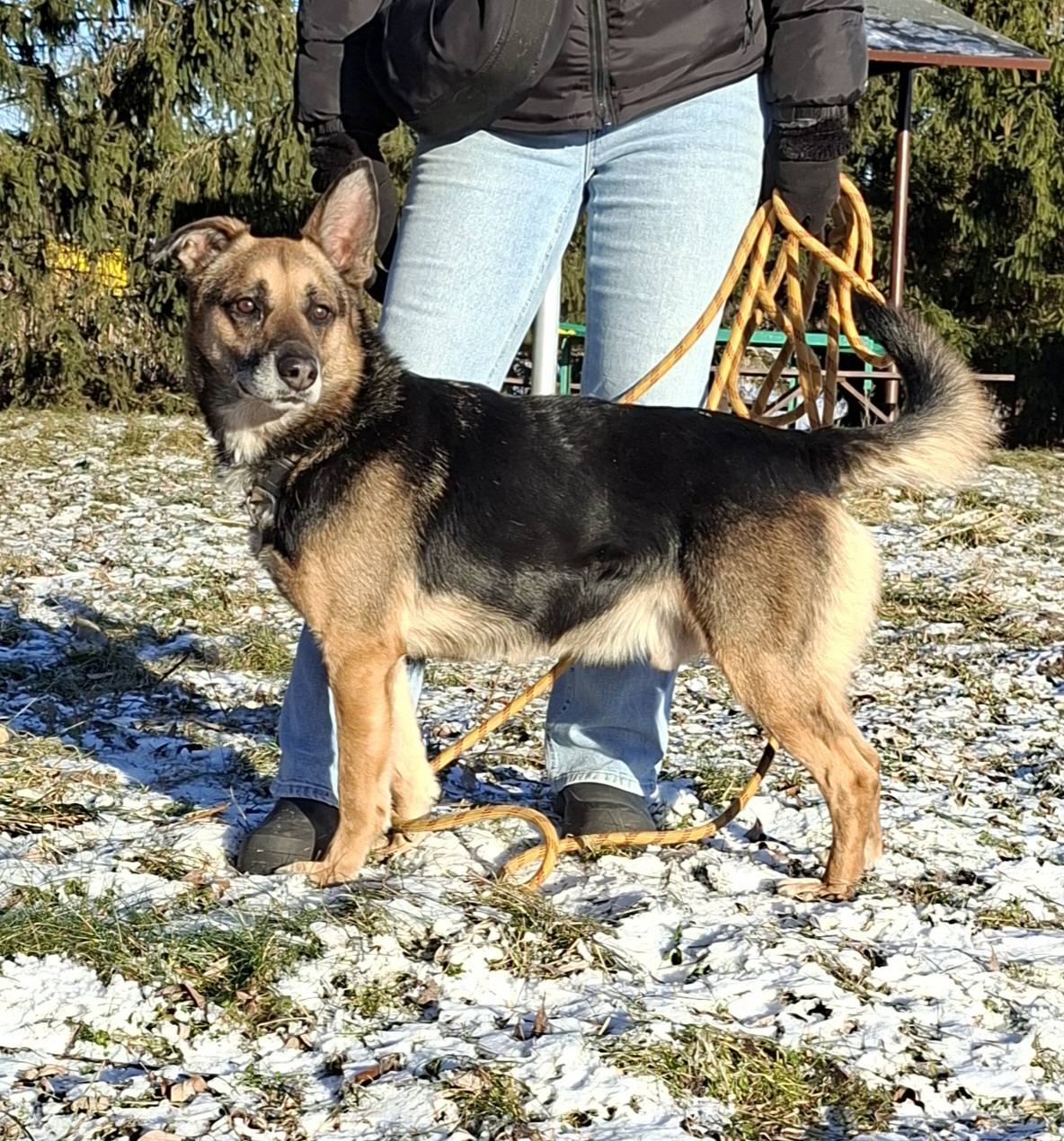 You are currently viewing Misiek – cichy chłopak, który chce być zauważony